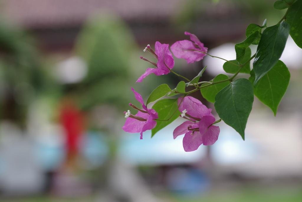 Pemuteran Tirta Sari Bungalow מראה חיצוני תמונה